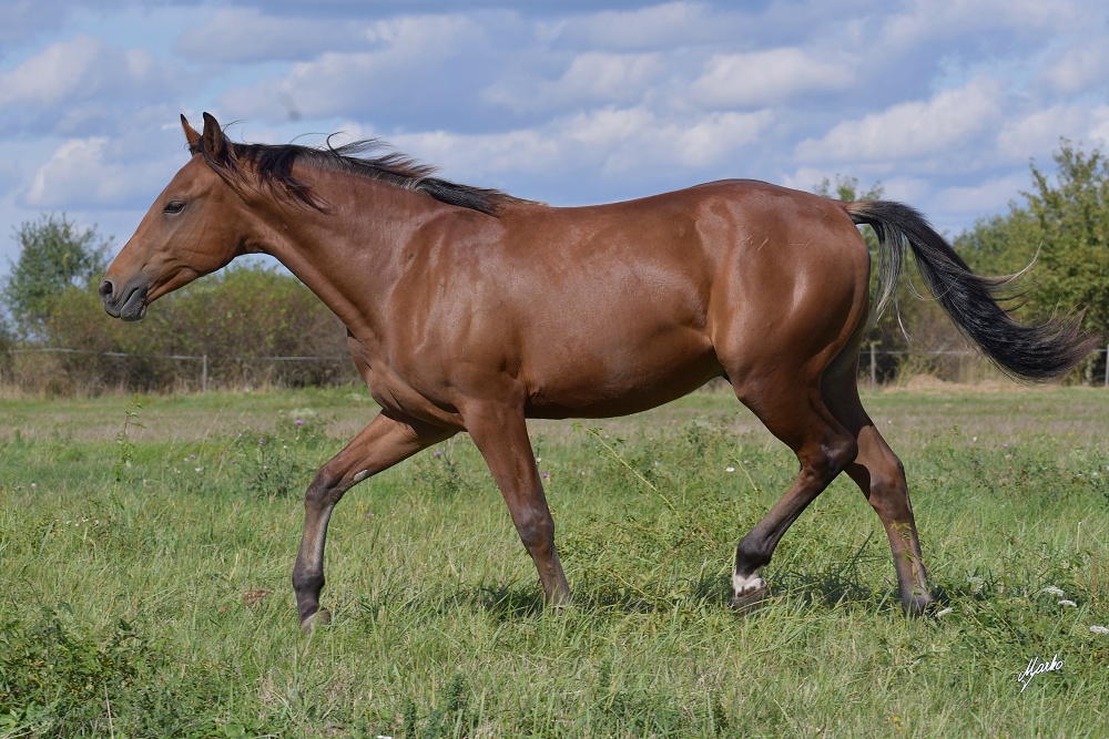 American Quarter Horse
