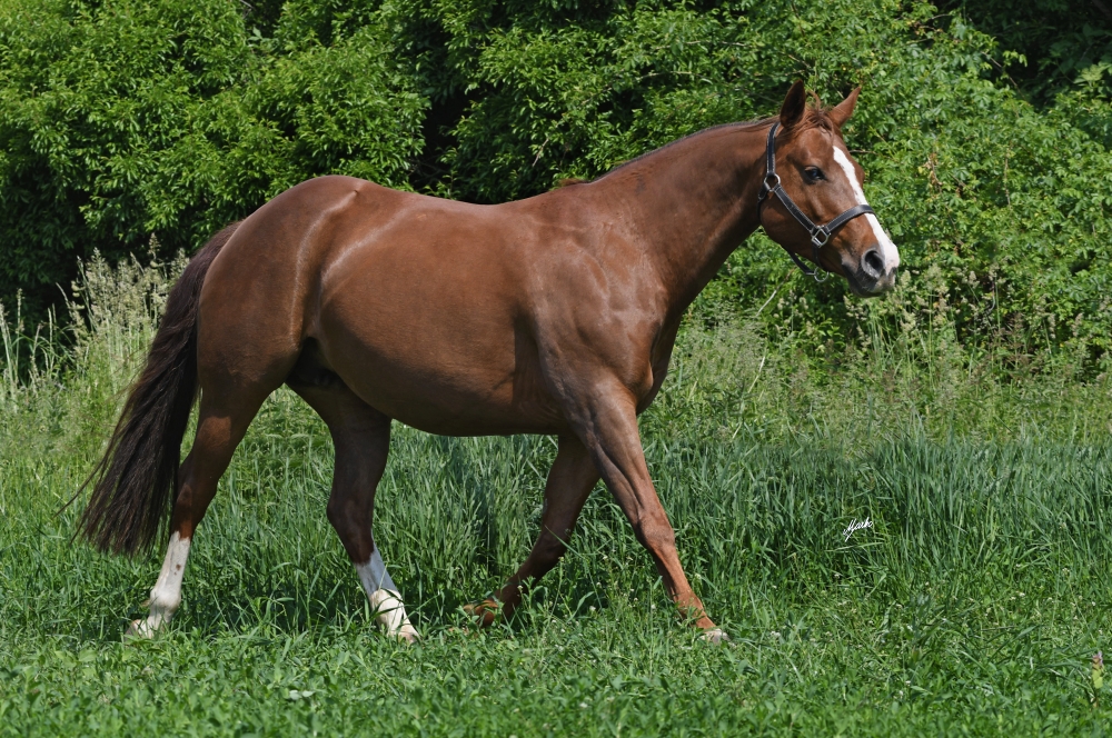 American Quarter Horse