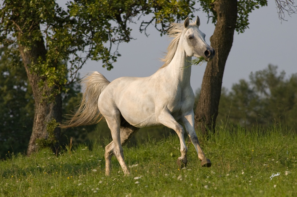 Arabský plnokrevník