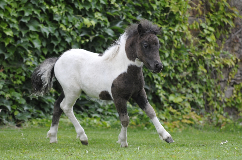 Shetland pony