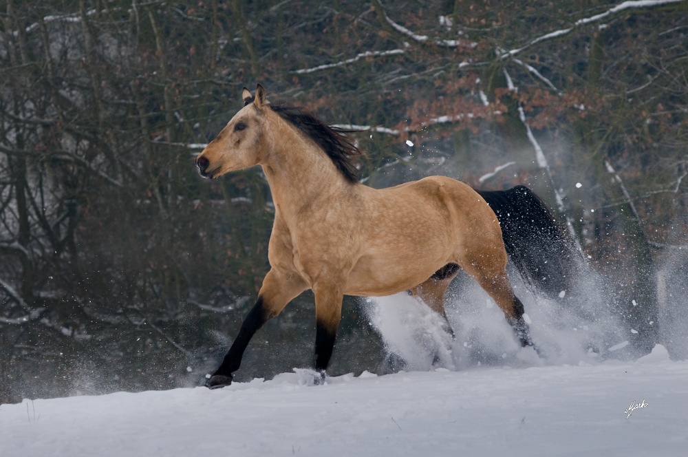 American quarter horse