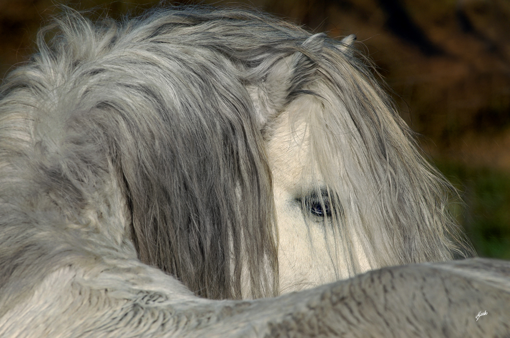 welsh mountain pony