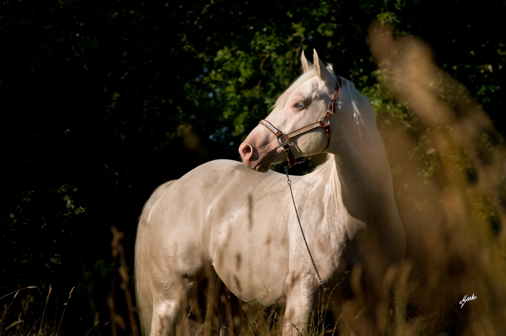 American Quarter Horse