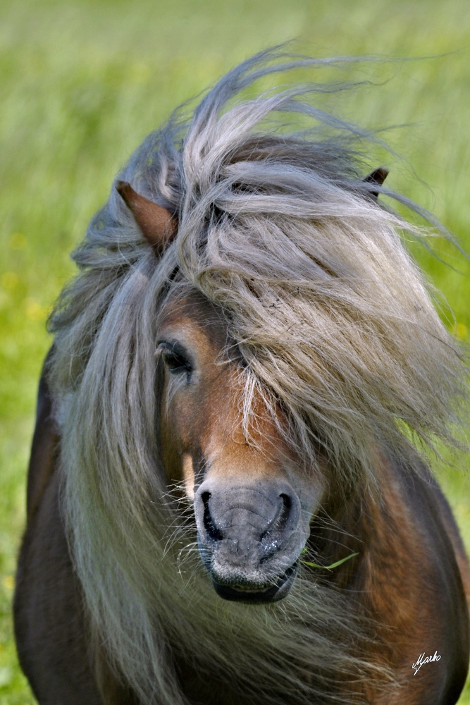 Shetland pony