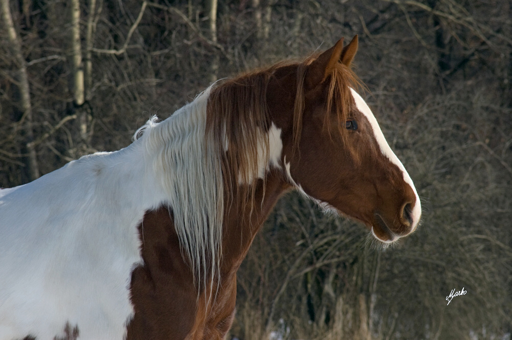 American Paint Horse