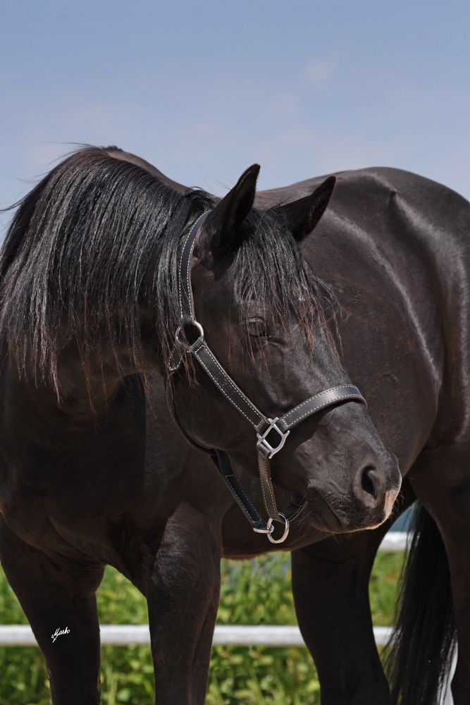 American Quarter Horse