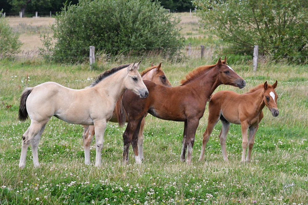 American Quarter Horse