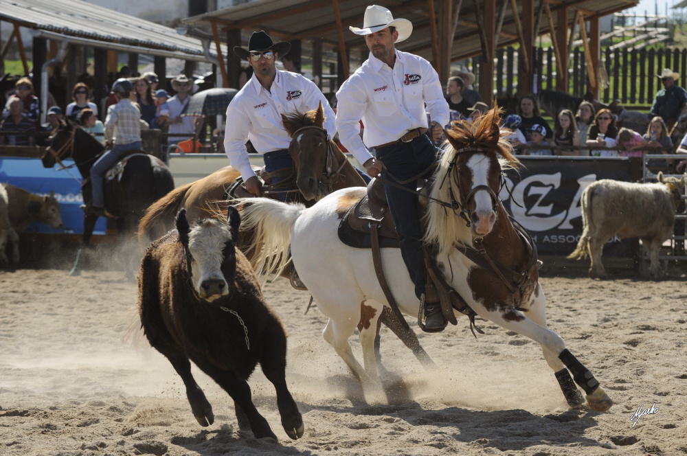 Team Penning
