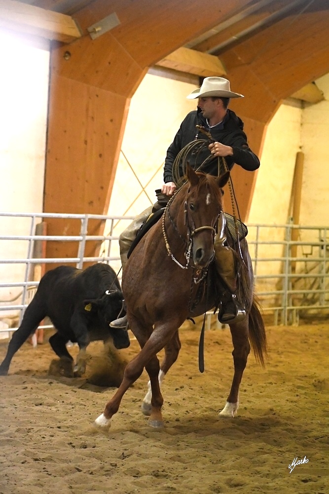 vaquero
