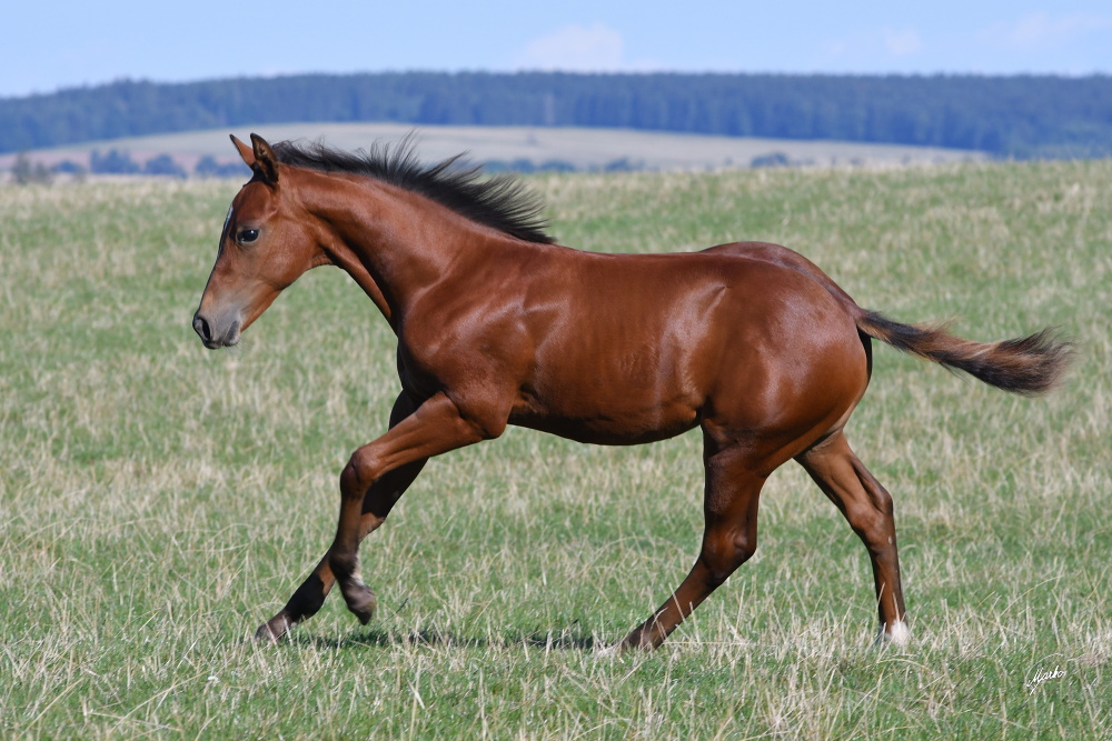 American Quarter Horse