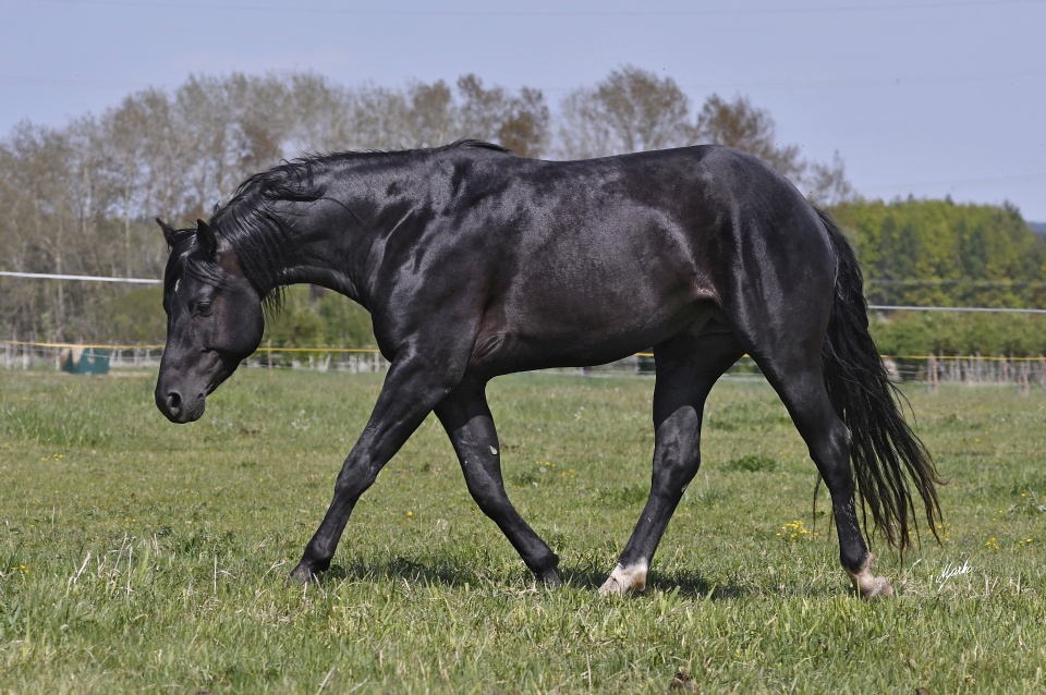 Appaloosa