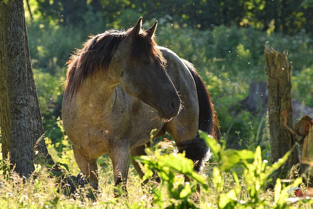 American Quarter Horse