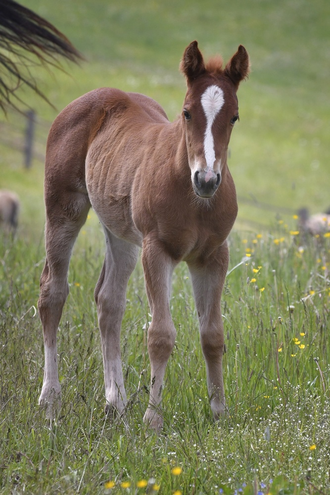 American Quarter Horse