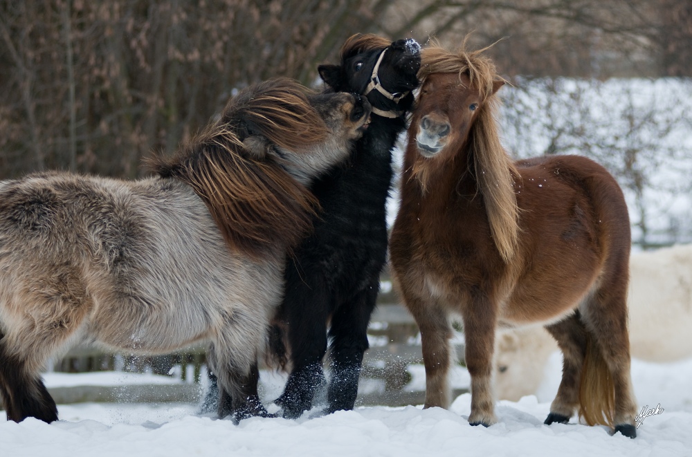 Shetland pony