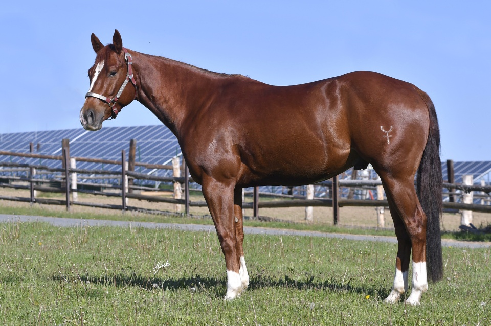 American Quarter Horse