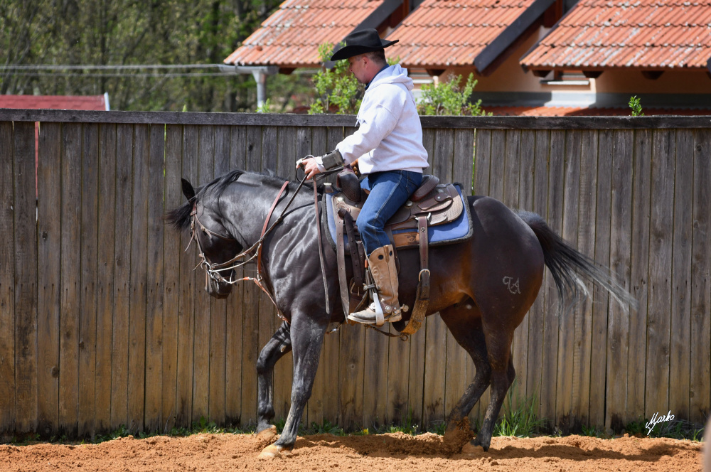 American Quarter Horse