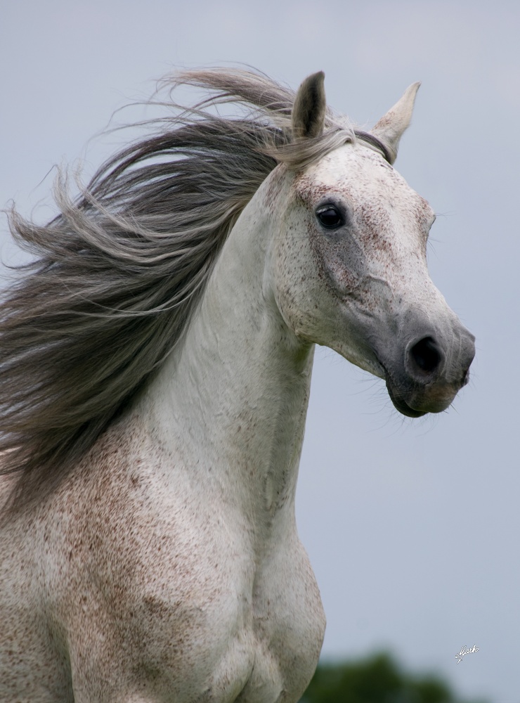 Shagya arab