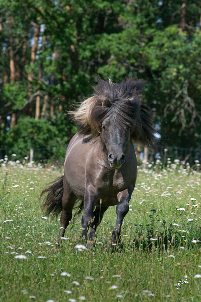 Shetland pony