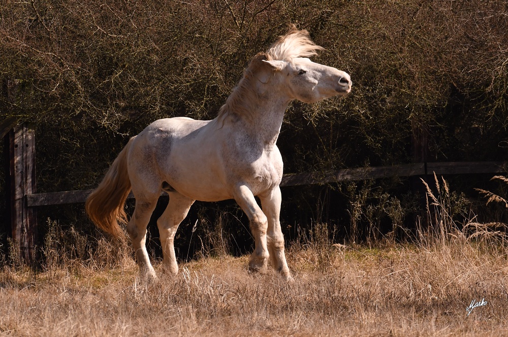 Irish cob crossbred