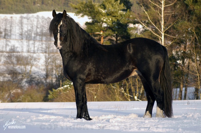 Hřebec Welsh Cob (D) Menai Stan Beynon