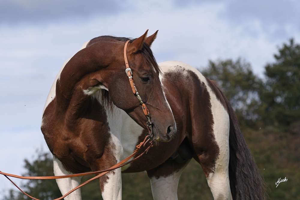 American Paint Horse
