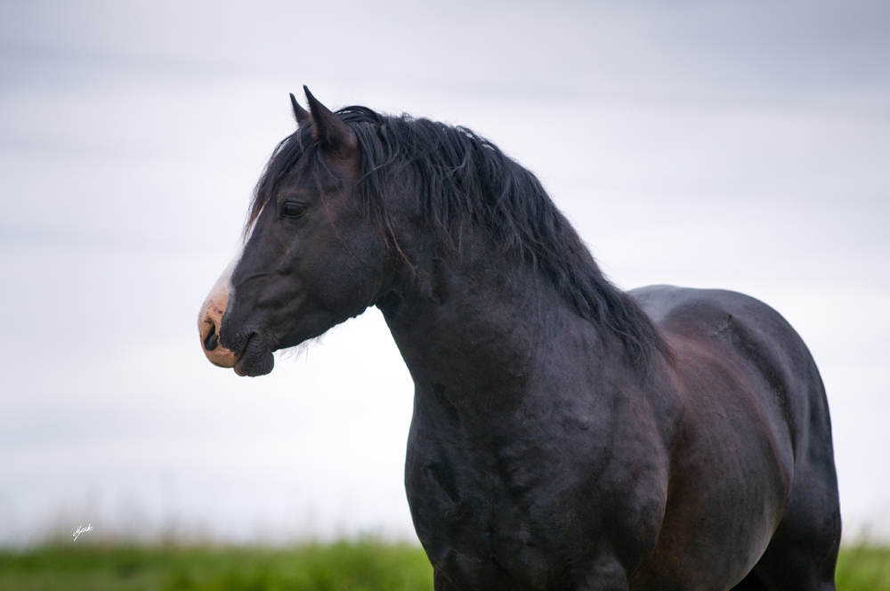 Welsh pony of cob type