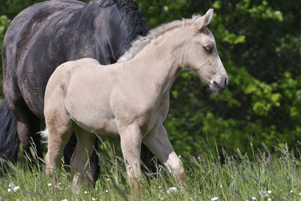 American Quarter Horse