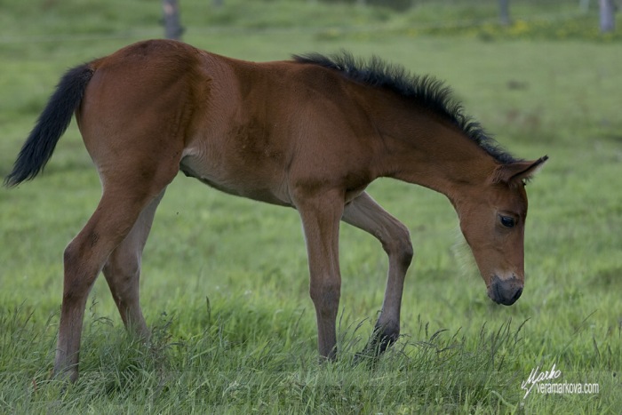 appaloosa