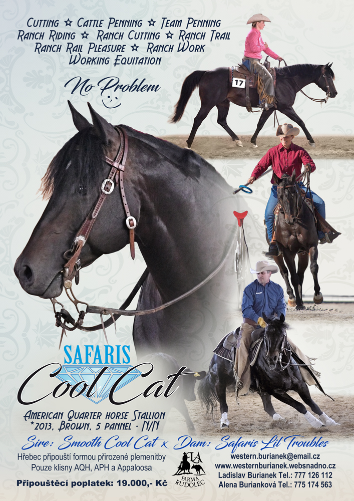 American Quarter Horse Safaris Cool Cat