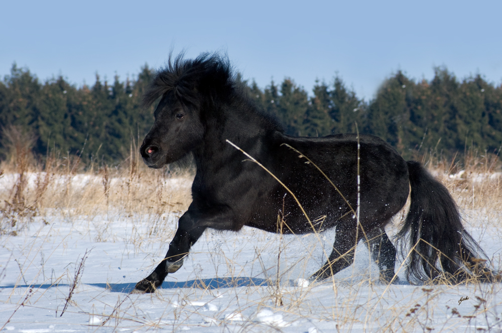 Shetland pony