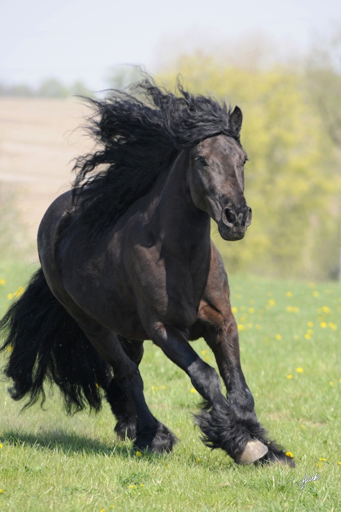 Fell pony