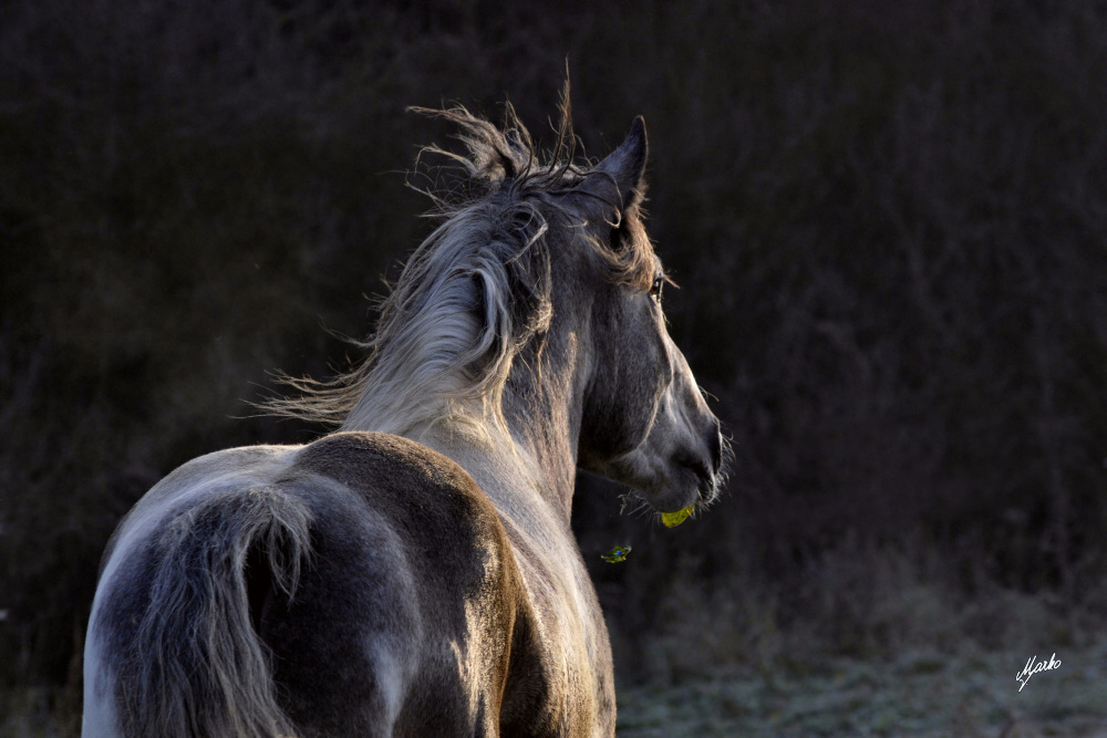 Irish cob crosbred sekce A - Cob