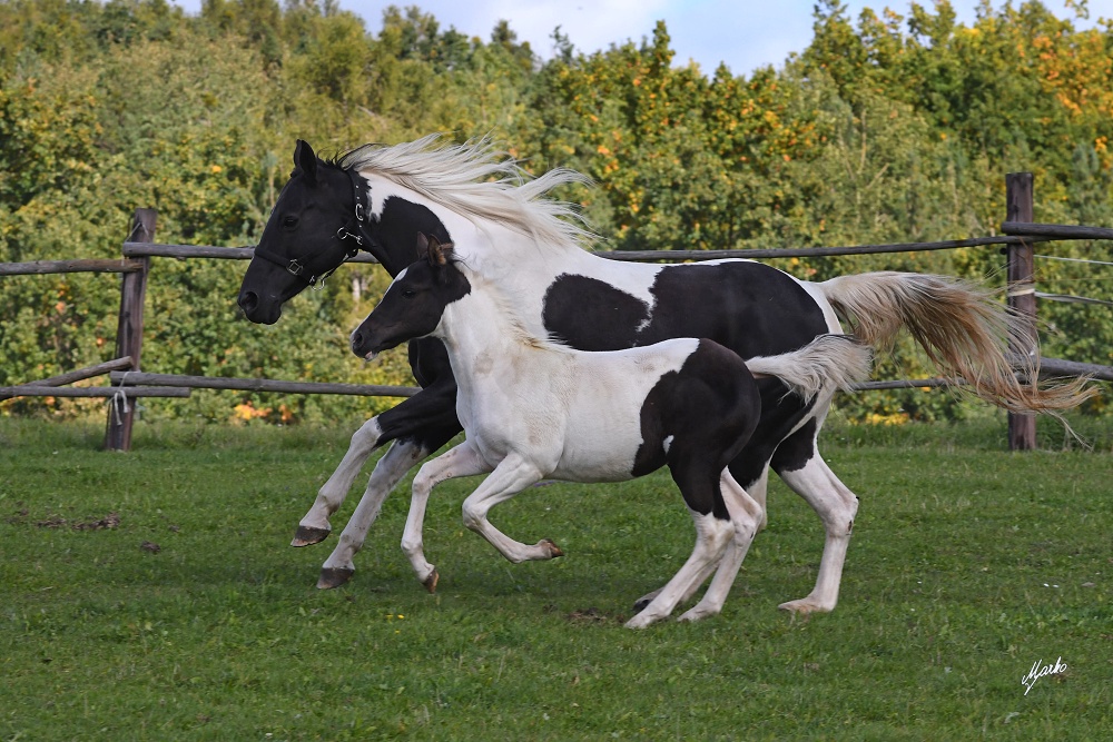 American Paint Horse