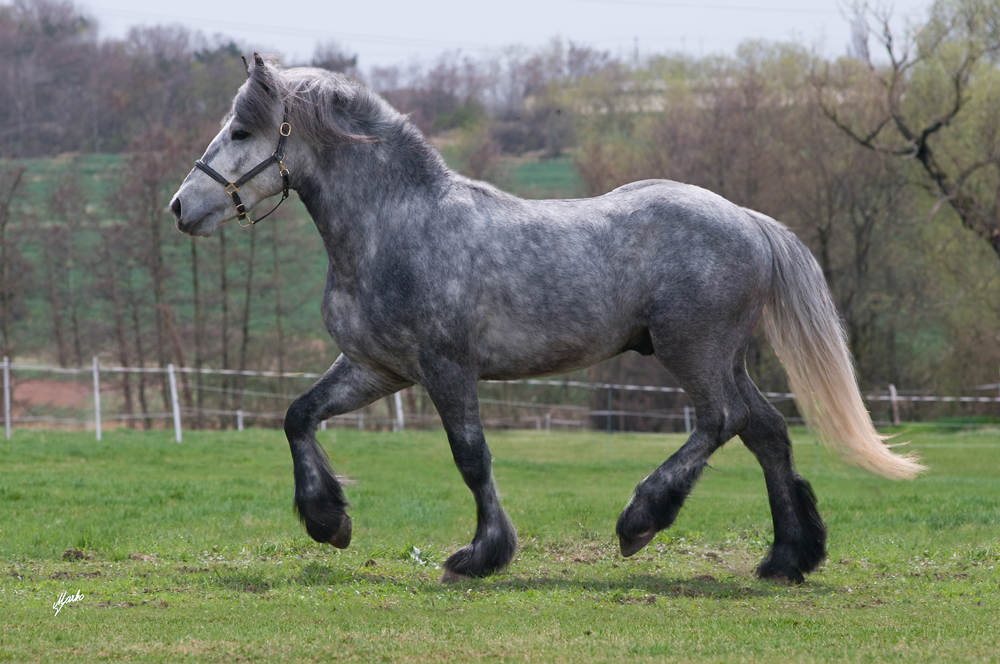 Fell pony