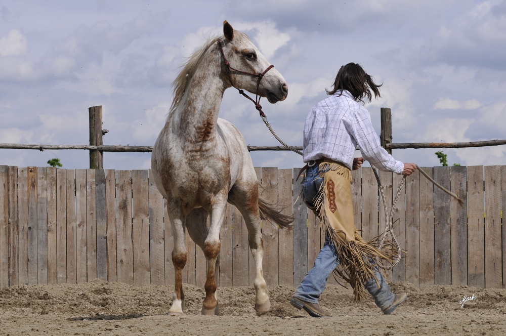 Appaloosa