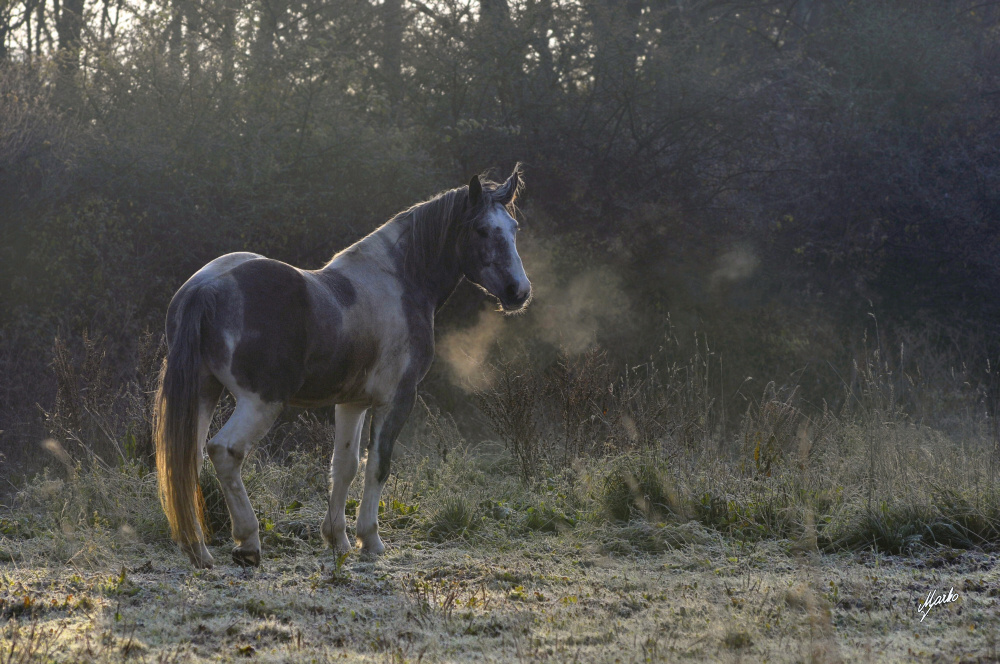 Irish Cob Crossbred