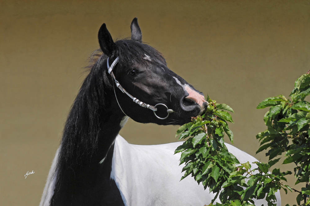 Barock pinto