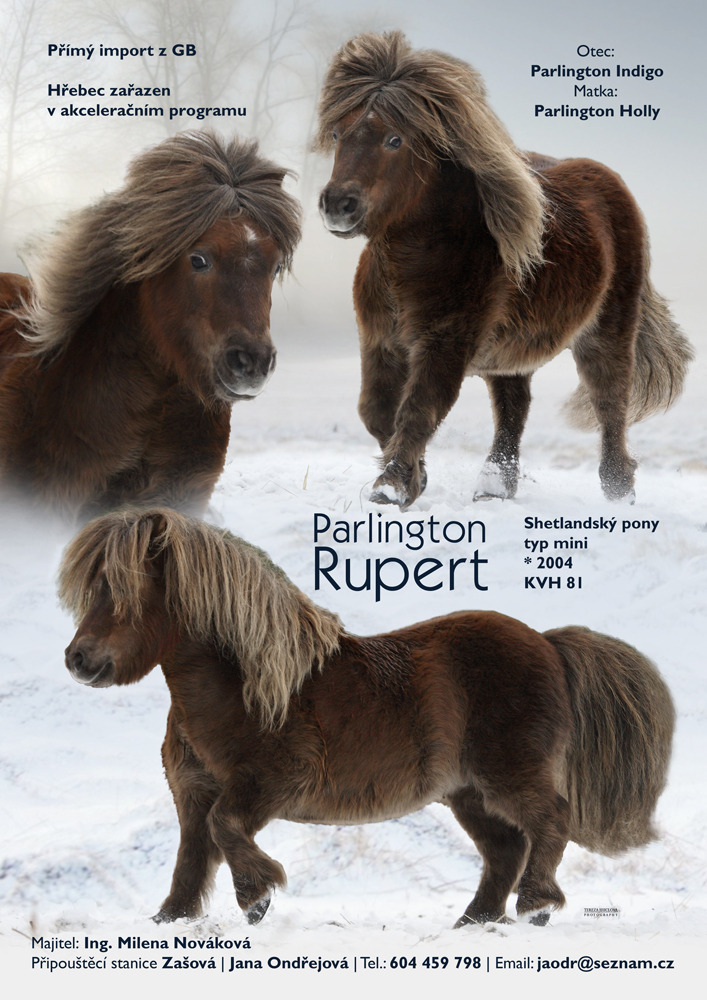 Parlington Rupert - Shetland typ mini 