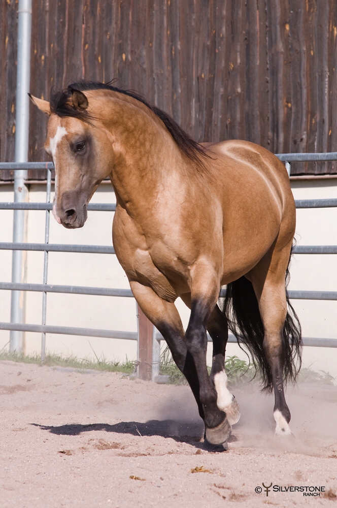 American Quarter Horse