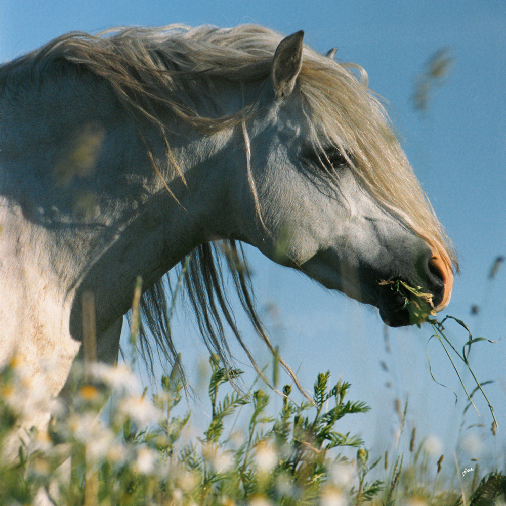 welsh mountain pony