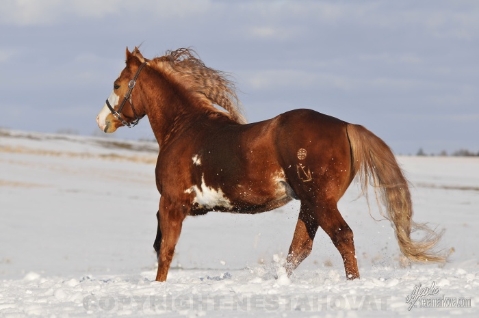 American Paint Horse