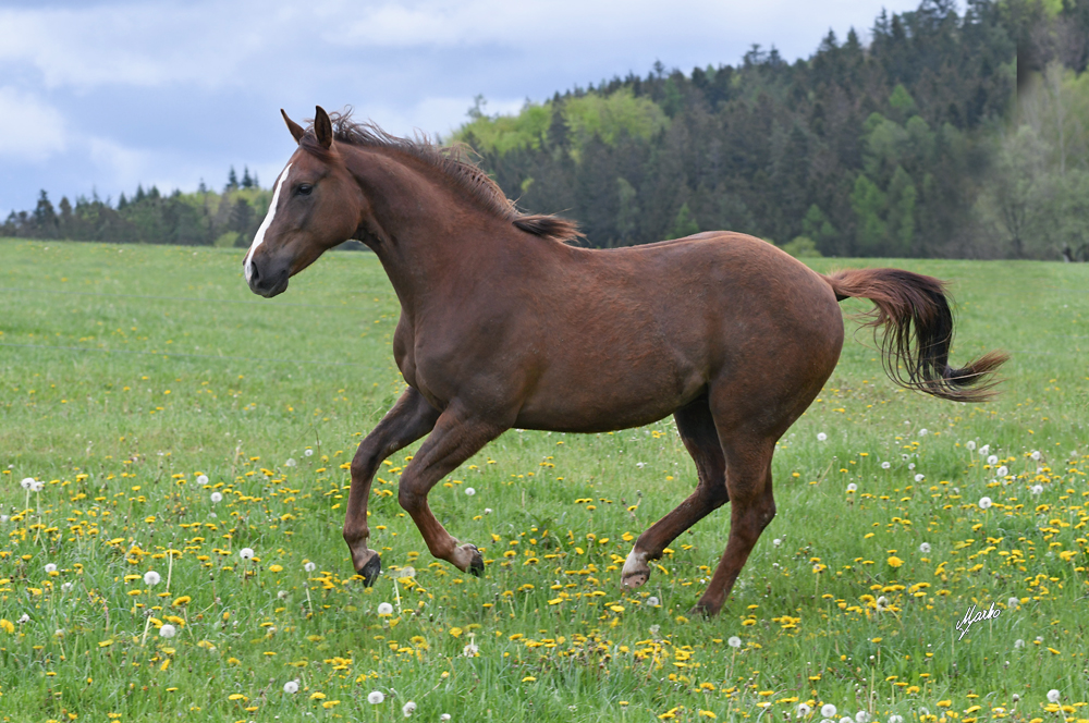 American Quarter Horse