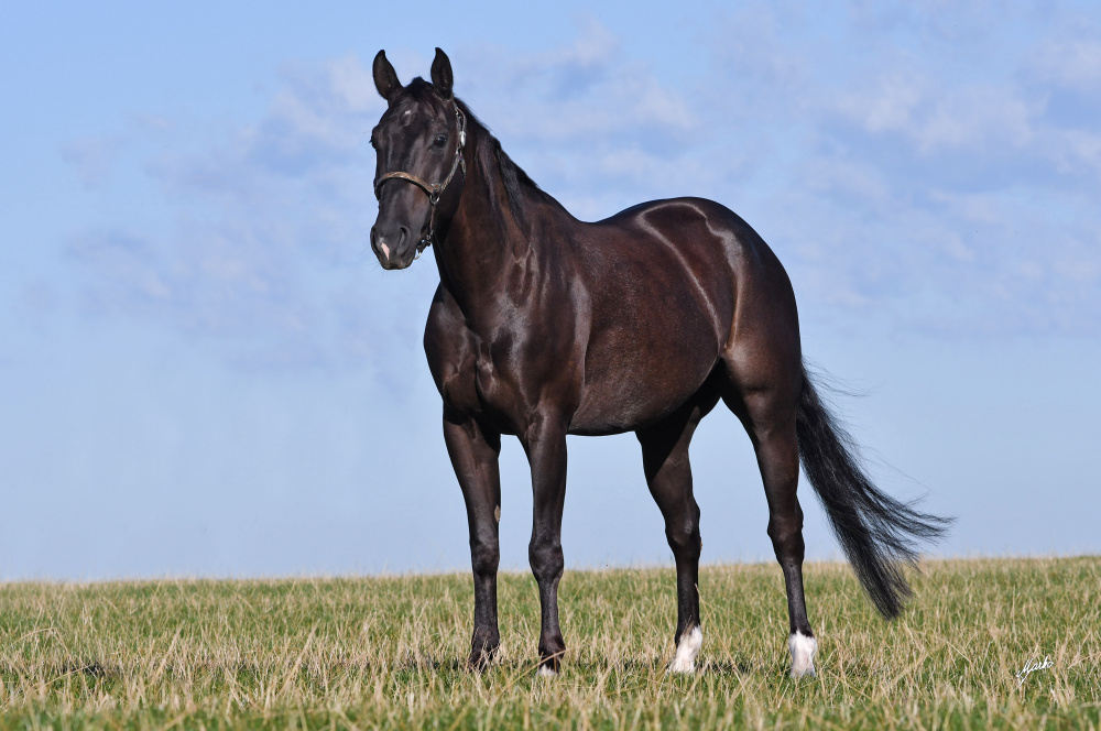 American Quarter Horse