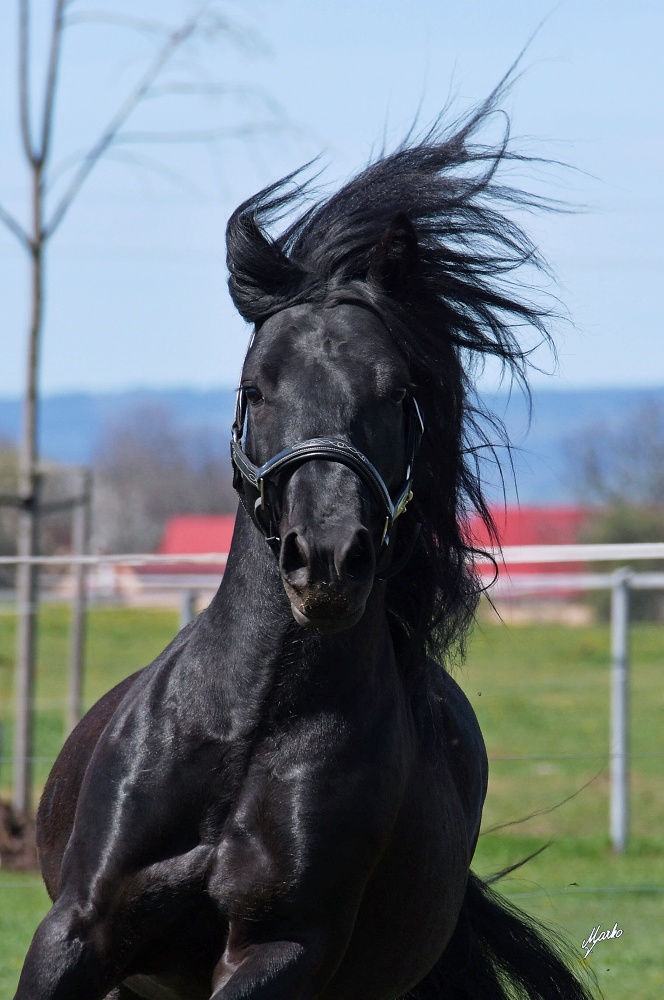 Fell pony
