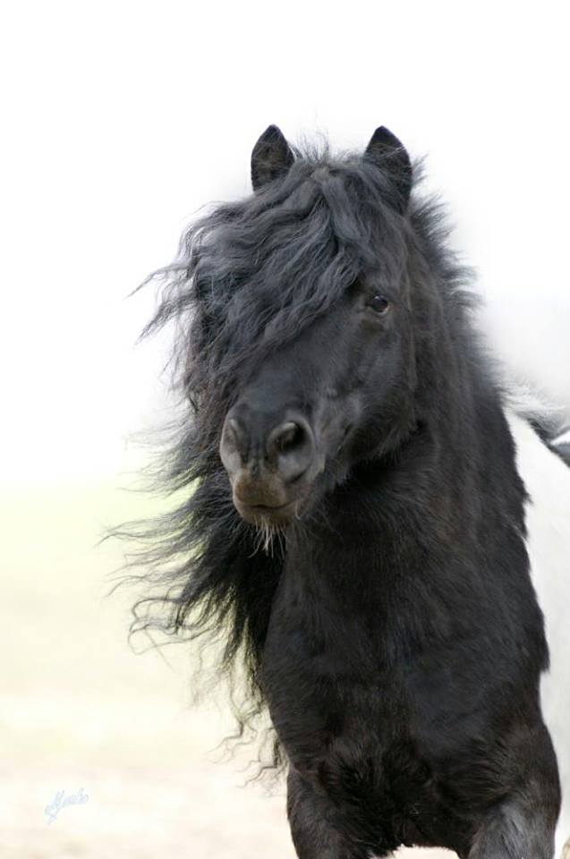 Shetland pony