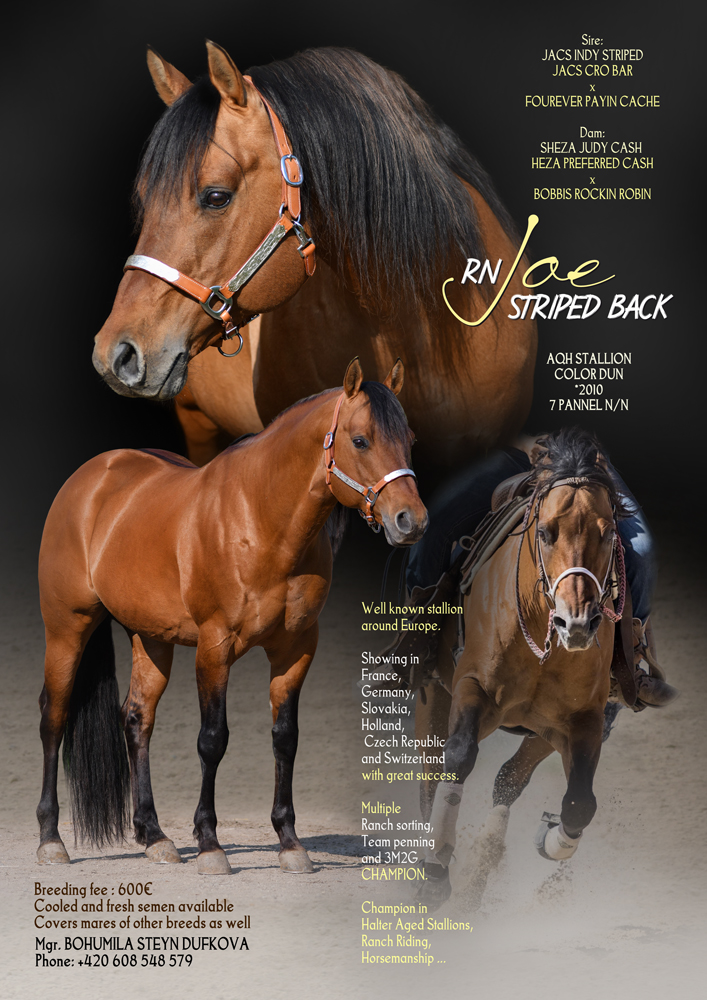 RN Joe Striped Back - American Quarter Horse