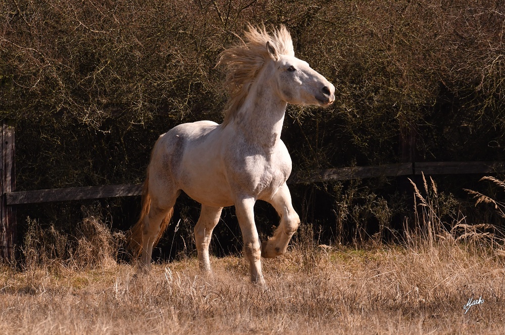 Irish cob crossbred