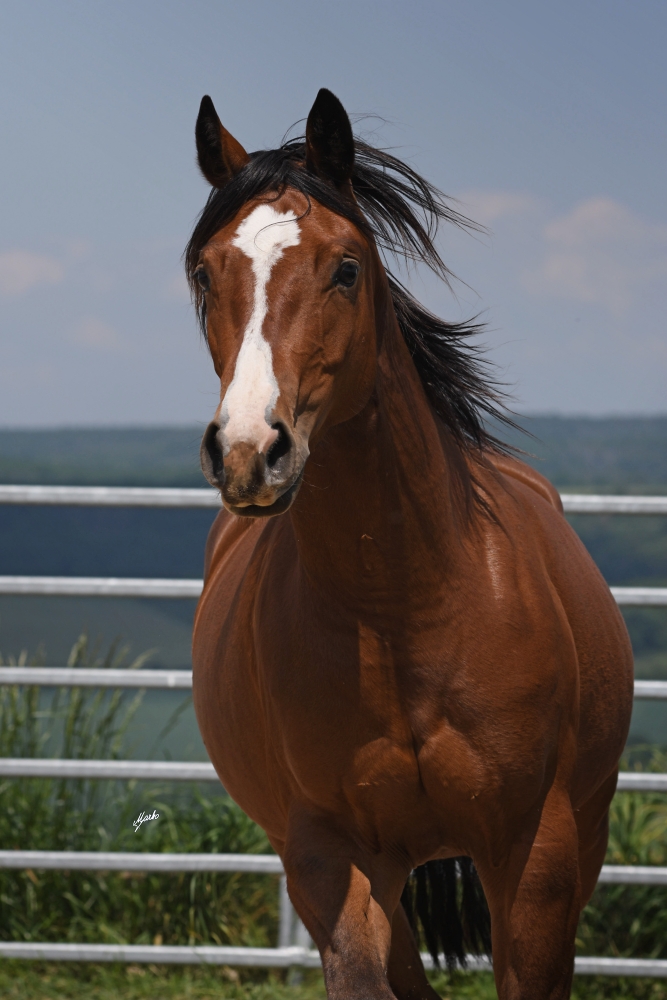 American Quarter Horse