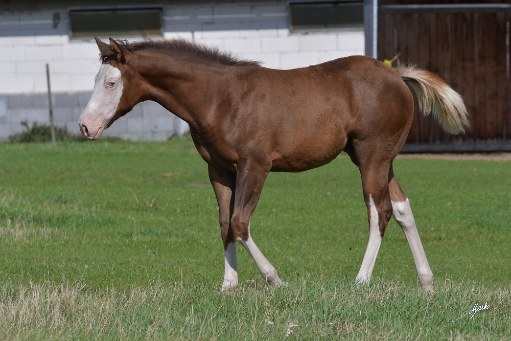 American Paint Horse