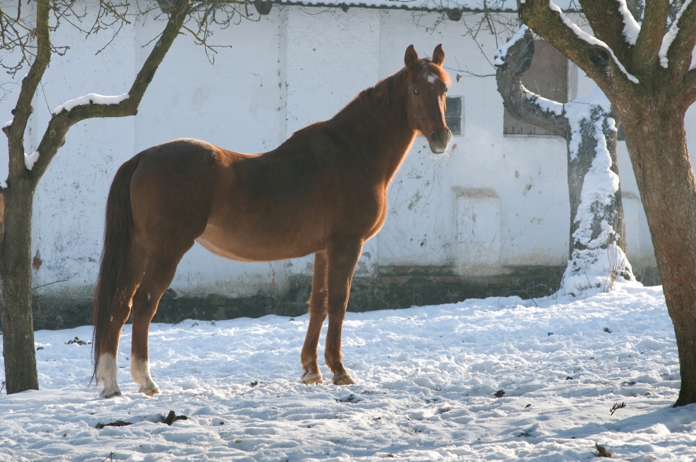 Český teplokrevník